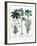 Castor Oil Plant-Georgette Douwma-Framed Photographic Print