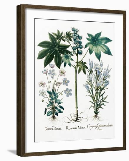 Castor Oil Plant-Georgette Douwma-Framed Photographic Print