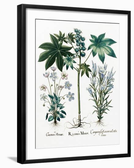 Castor Oil Plant-Georgette Douwma-Framed Photographic Print