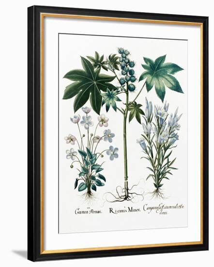 Castor Oil Plant-Georgette Douwma-Framed Photographic Print