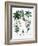 Castor Oil Plant-Georgette Douwma-Framed Photographic Print