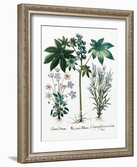 Castor Oil Plant-Georgette Douwma-Framed Photographic Print