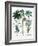 Castor Oil Plant-Georgette Douwma-Framed Photographic Print