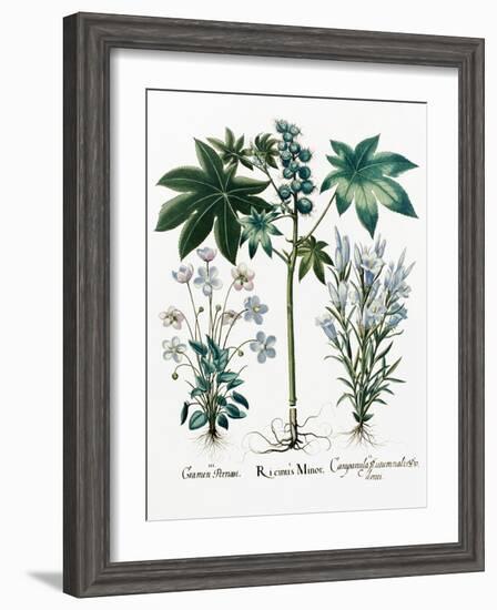 Castor Oil Plant-Georgette Douwma-Framed Photographic Print