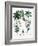 Castor Oil Plant-Georgette Douwma-Framed Photographic Print