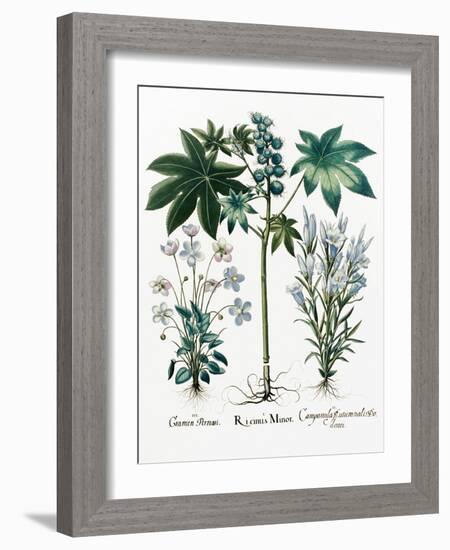 Castor Oil Plant-Georgette Douwma-Framed Photographic Print