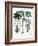 Castor Oil Plant-Georgette Douwma-Framed Photographic Print