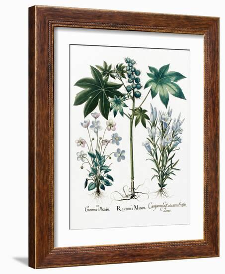 Castor Oil Plant-Georgette Douwma-Framed Photographic Print