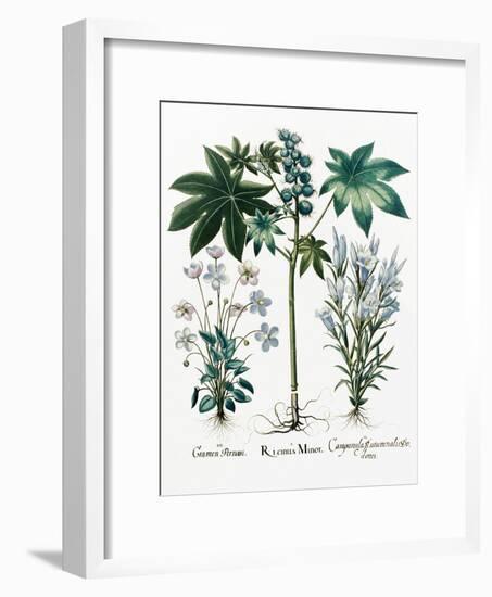 Castor Oil Plant-Georgette Douwma-Framed Photographic Print