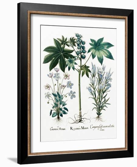 Castor Oil Plant-Georgette Douwma-Framed Photographic Print