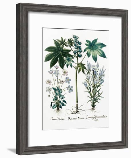 Castor Oil Plant-Georgette Douwma-Framed Photographic Print