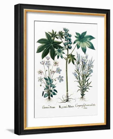 Castor Oil Plant-Georgette Douwma-Framed Photographic Print