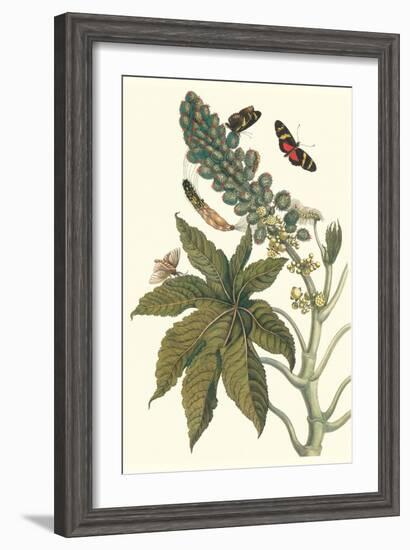 Castor Oil Tree with a Moth-Maria Sibylla Merian-Framed Art Print