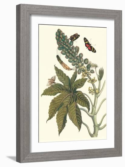 Castor Oil Tree with a Moth-Maria Sibylla Merian-Framed Art Print