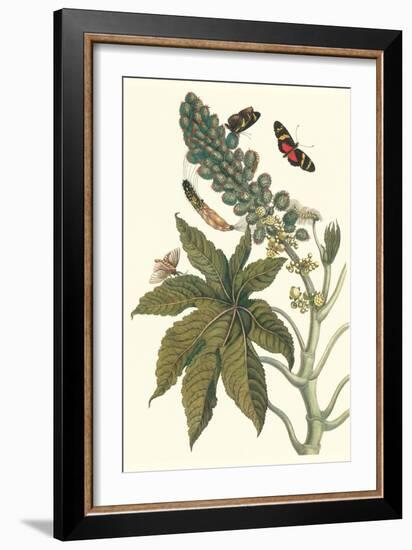 Castor Oil Tree with a Moth-Maria Sibylla Merian-Framed Art Print