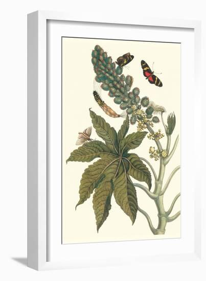 Castor Oil Tree with a Moth-Maria Sibylla Merian-Framed Art Print