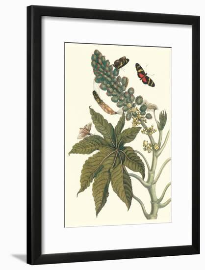 Castor Oil Tree with a Moth-Maria Sibylla Merian-Framed Art Print