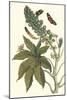 Castor Oil Tree with a Moth-Maria Sibylla Merian-Mounted Art Print
