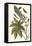 Castor Oil Tree with a Moth-Maria Sibylla Merian-Framed Stretched Canvas