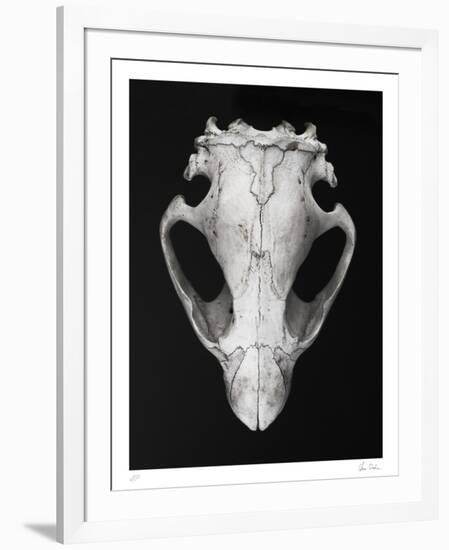 Castor-Chris Dunker-Framed Collectable Print