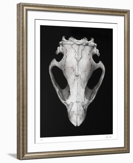 Castor-Chris Dunker-Framed Collectable Print