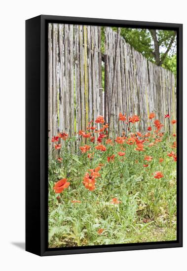 Castroville, Texas, USA. Poppies and wooden fence in the Texas Hill Country.-Emily Wilson-Framed Premier Image Canvas