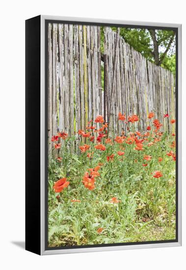 Castroville, Texas, USA. Poppies and wooden fence in the Texas Hill Country.-Emily Wilson-Framed Premier Image Canvas