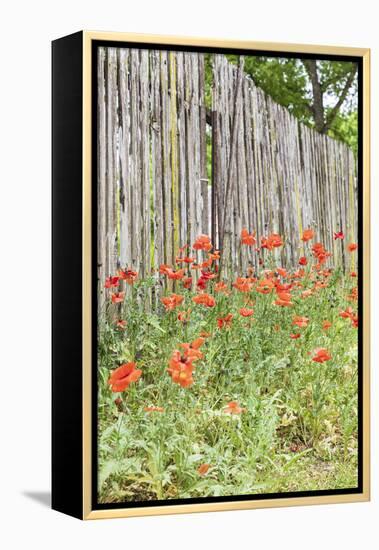 Castroville, Texas, USA. Poppies and wooden fence in the Texas Hill Country.-Emily Wilson-Framed Premier Image Canvas