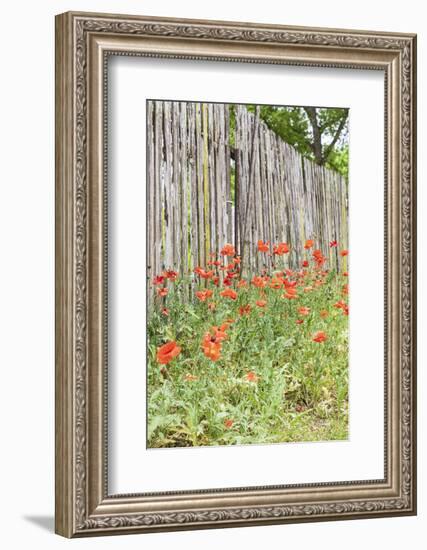 Castroville, Texas, USA. Poppies and wooden fence in the Texas Hill Country.-Emily Wilson-Framed Photographic Print