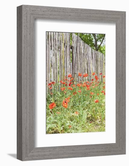 Castroville, Texas, USA. Poppies and wooden fence in the Texas Hill Country.-Emily Wilson-Framed Photographic Print