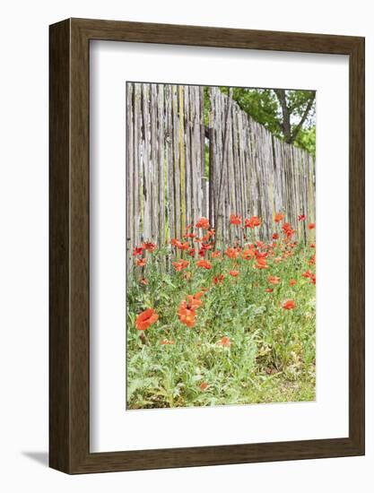 Castroville, Texas, USA. Poppies and wooden fence in the Texas Hill Country.-Emily Wilson-Framed Photographic Print