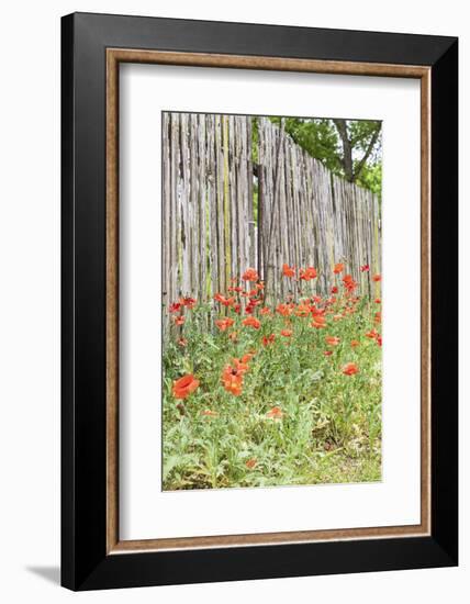 Castroville, Texas, USA. Poppies and wooden fence in the Texas Hill Country.-Emily Wilson-Framed Photographic Print