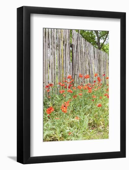 Castroville, Texas, USA. Poppies and wooden fence in the Texas Hill Country.-Emily Wilson-Framed Photographic Print