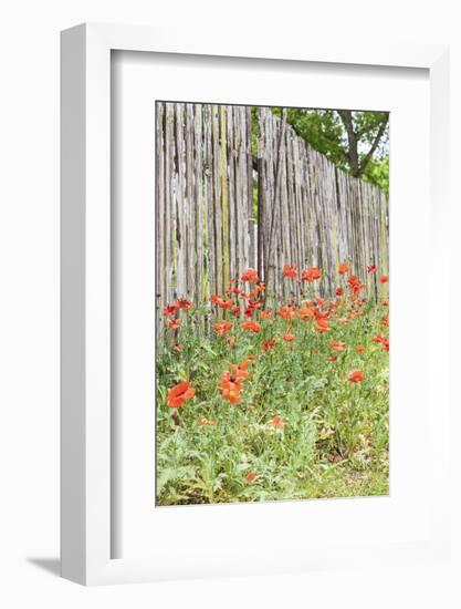Castroville, Texas, USA. Poppies and wooden fence in the Texas Hill Country.-Emily Wilson-Framed Photographic Print