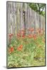 Castroville, Texas, USA. Poppies and wooden fence in the Texas Hill Country.-Emily Wilson-Mounted Photographic Print