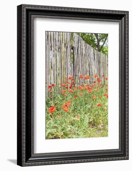 Castroville, Texas, USA. Poppies and wooden fence in the Texas Hill Country.-Emily Wilson-Framed Photographic Print