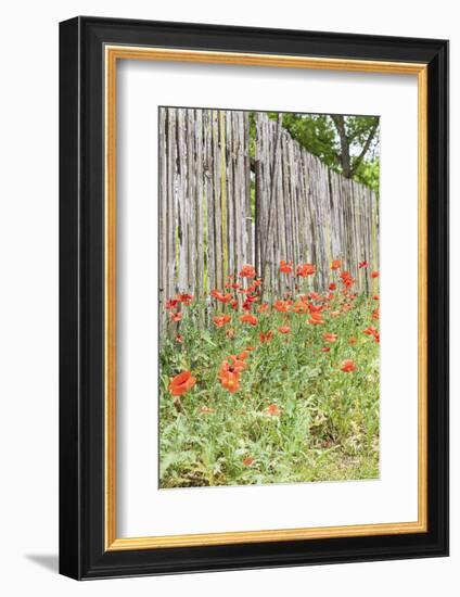 Castroville, Texas, USA. Poppies and wooden fence in the Texas Hill Country.-Emily Wilson-Framed Photographic Print