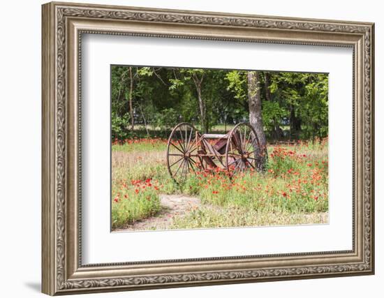 Castroville, Texas, USA.  Rusted antique farm equipment in a field of poppies.-Emily Wilson-Framed Photographic Print