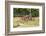 Castroville, Texas, USA.  Rusted antique farm equipment in a field of poppies.-Emily Wilson-Framed Photographic Print