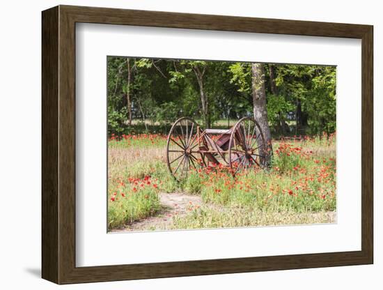 Castroville, Texas, USA.  Rusted antique farm equipment in a field of poppies.-Emily Wilson-Framed Photographic Print