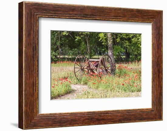 Castroville, Texas, USA.  Rusted antique farm equipment in a field of poppies.-Emily Wilson-Framed Photographic Print