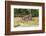 Castroville, Texas, USA.  Rusted antique farm equipment in a field of poppies.-Emily Wilson-Framed Photographic Print