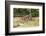 Castroville, Texas, USA.  Rusted antique farm equipment in a field of poppies.-Emily Wilson-Framed Photographic Print