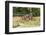 Castroville, Texas, USA.  Rusted antique farm equipment in a field of poppies.-Emily Wilson-Framed Photographic Print