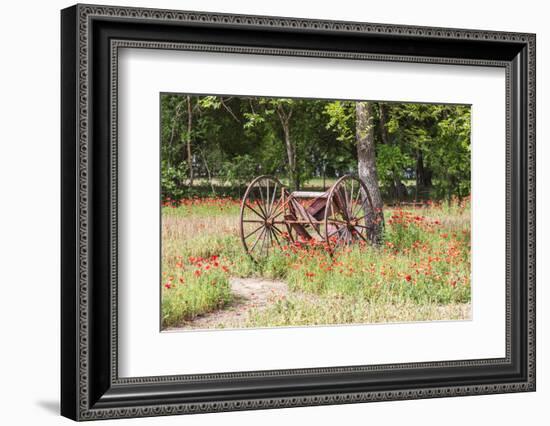 Castroville, Texas, USA.  Rusted antique farm equipment in a field of poppies.-Emily Wilson-Framed Photographic Print