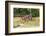 Castroville, Texas, USA.  Rusted antique farm equipment in a field of poppies.-Emily Wilson-Framed Photographic Print