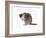 Cat, 1985-Claudia Hutchins-Puechavy-Framed Giclee Print