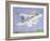 Cat Air Show-Pat Scott-Framed Giclee Print