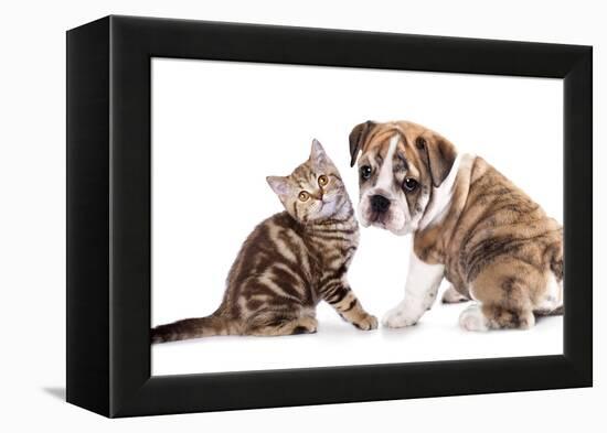 Cat and Dog, British Kitten and English Bulldog Puppy-Lilun-Framed Premier Image Canvas