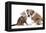 Cat and Dog, British Kitten and English Bulldog Puppy-Lilun-Framed Premier Image Canvas